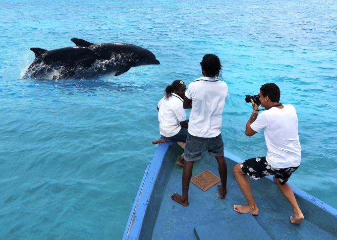 Pływanie z delfinami 